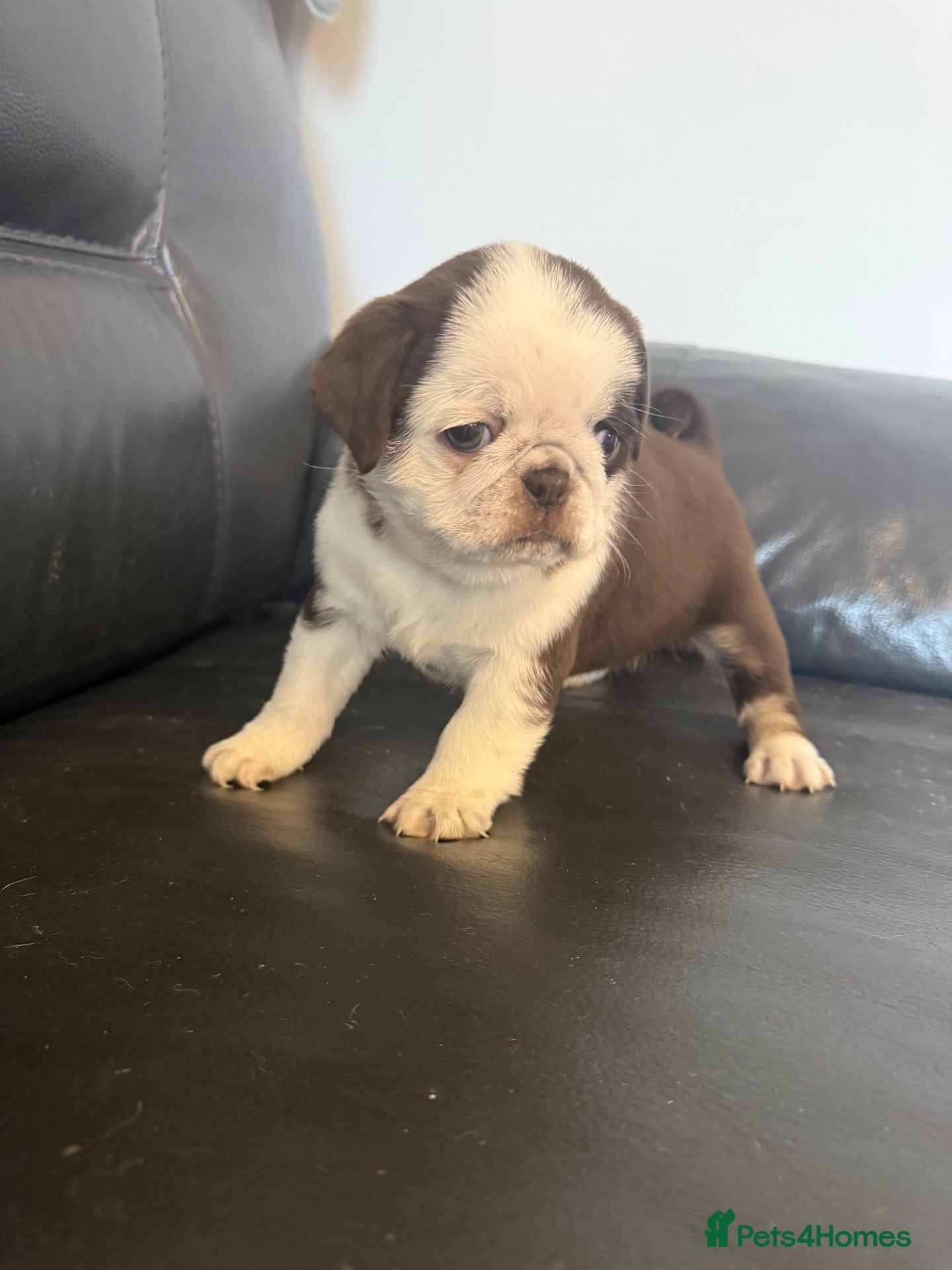 Pug dogs Kc lilac and choc pugs - 5 star licenced breeder - Advert 2