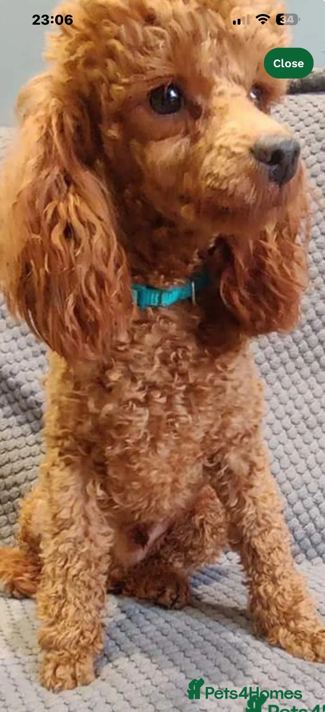 Lhasapoo dogs for sale: LHASAPOOPOO PUPPIES  - Advert 2