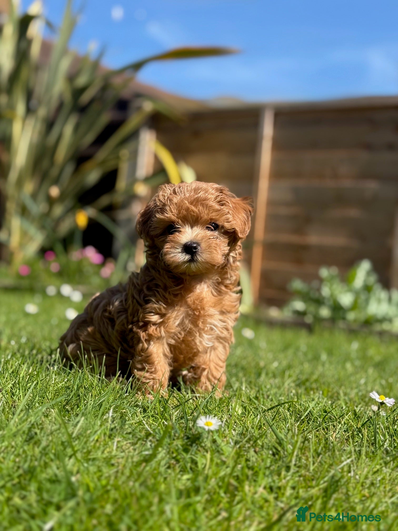 Maltipoo dogs Maltipoo f1 Maltese mum x Asian poodle dad - Advert 2