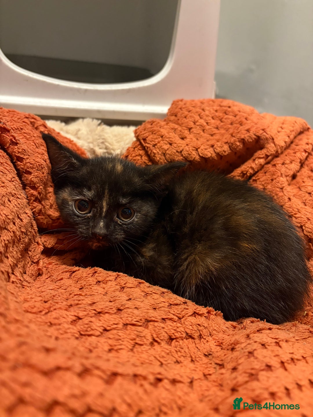 Aegean cats for sale: Aegean Kittens are looking for new home - Image 11