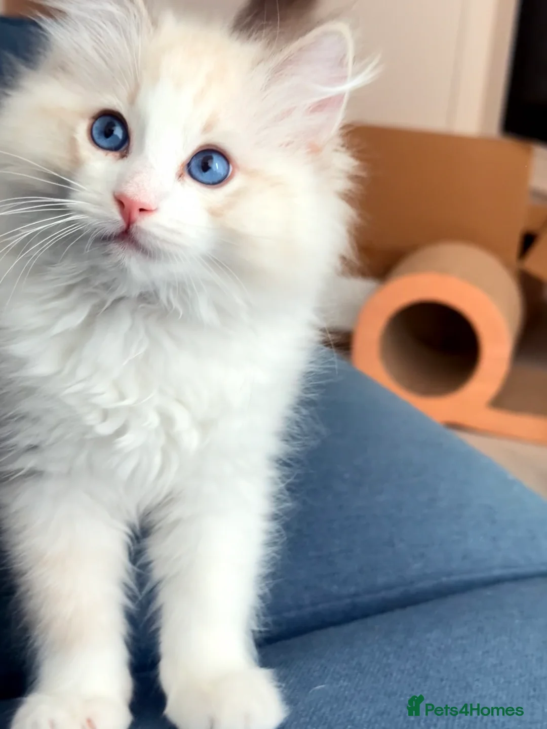 Ragdoll cats for sale: Ragdoll Kitten in London - Advert 2