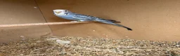 Budgerigars birds for sale: Baby budgies  - Advert 3