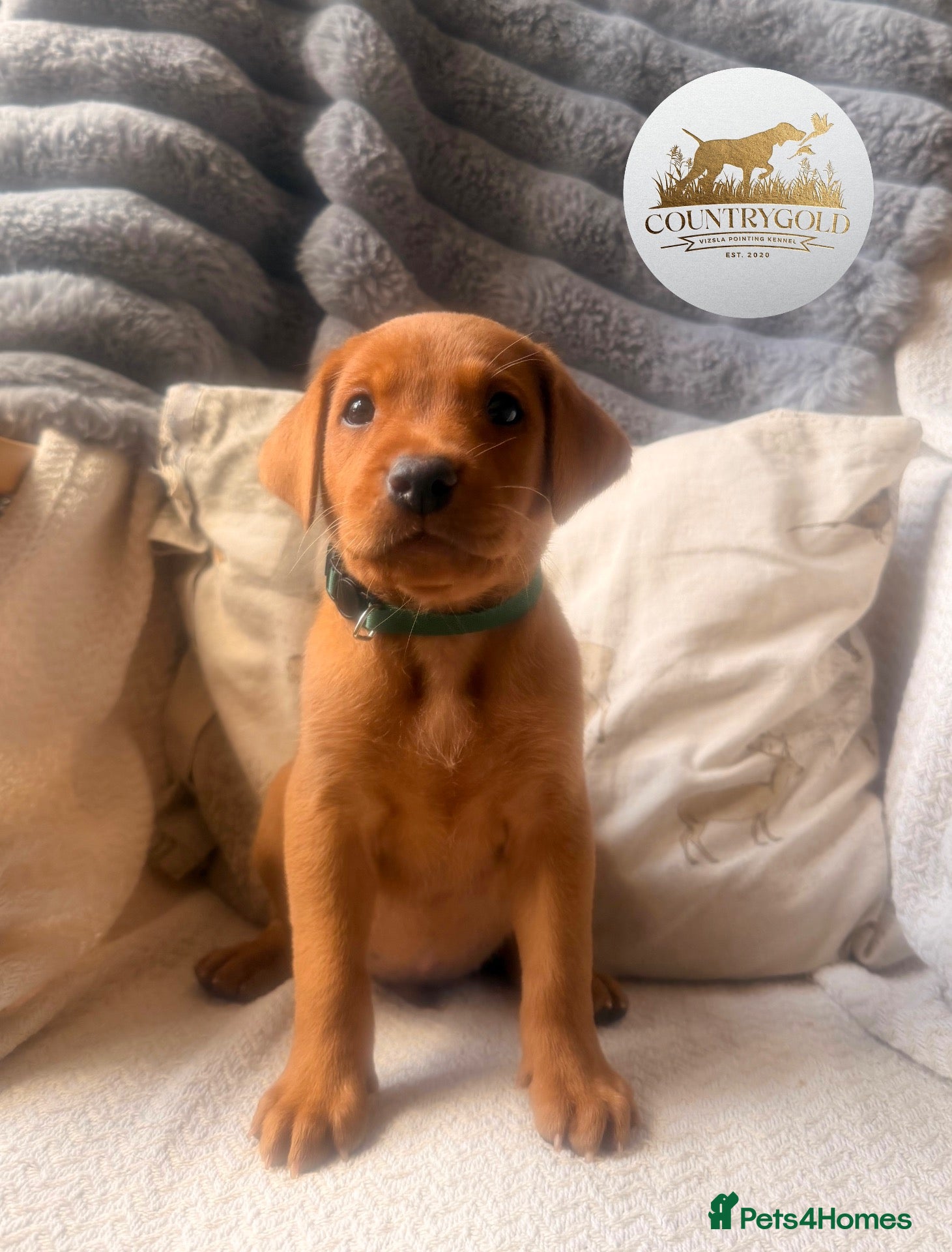Labrador Retriever dogs KC FTCH WORKING FOX RED LABRADOR’S - Advert 1