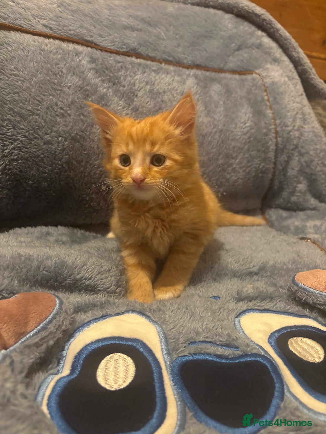 Mixed Breed cats for sale: 7 beautiful British short hair cross  - Advert 7