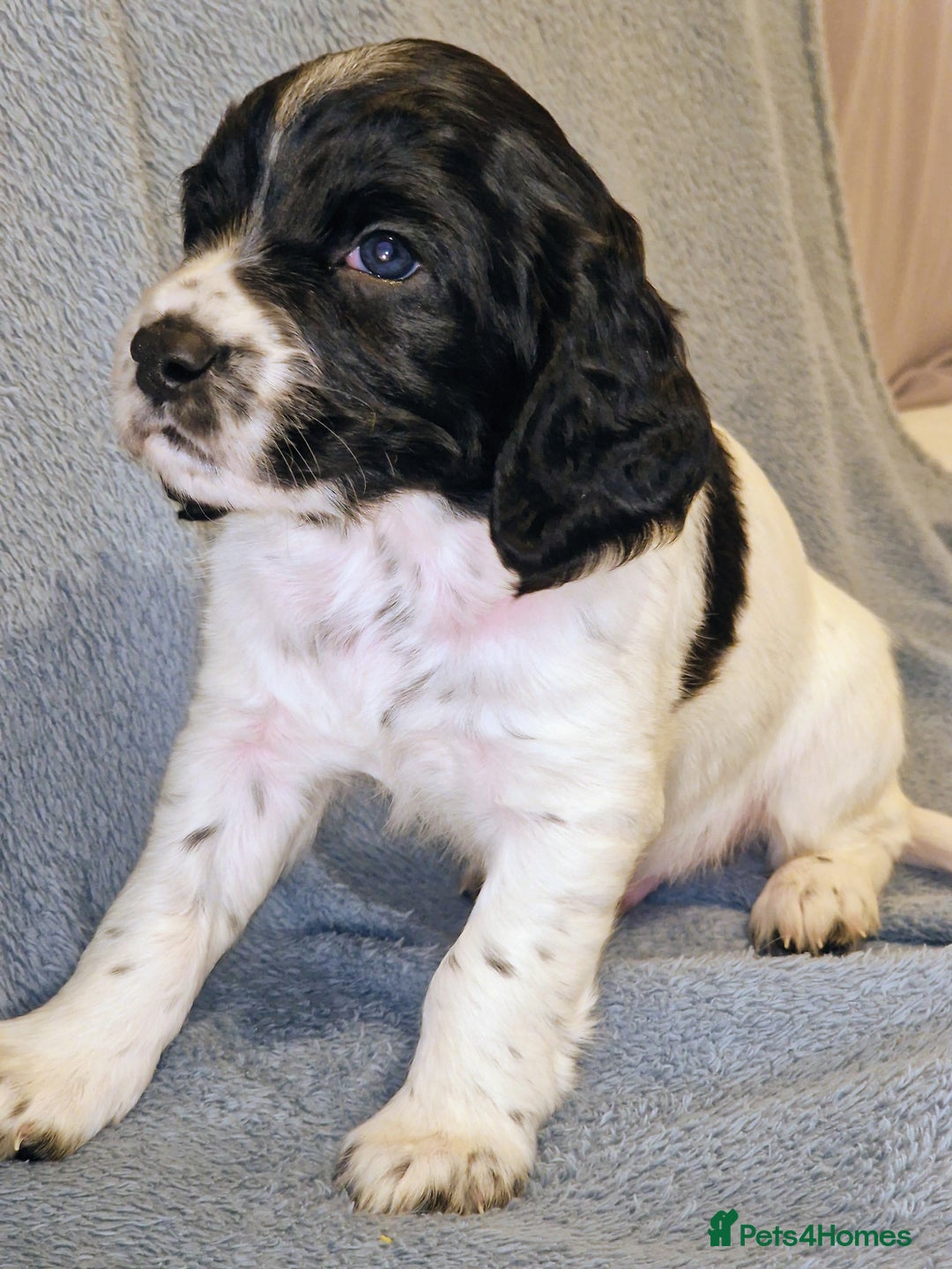 Cocker Spaniel dogs for sale: KC registered, health tested particolour litter - Advert 11