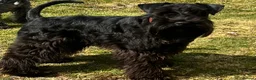 Miniature Schnauzer dogs for stud: Imported Miniature Schnauzer At Stud - Advert 6