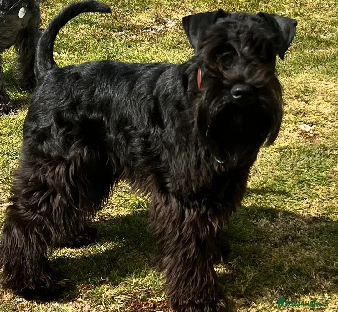 Miniature Schnauzer dogs for stud: Imported Miniature Schnauzer At Stud - Advert 6