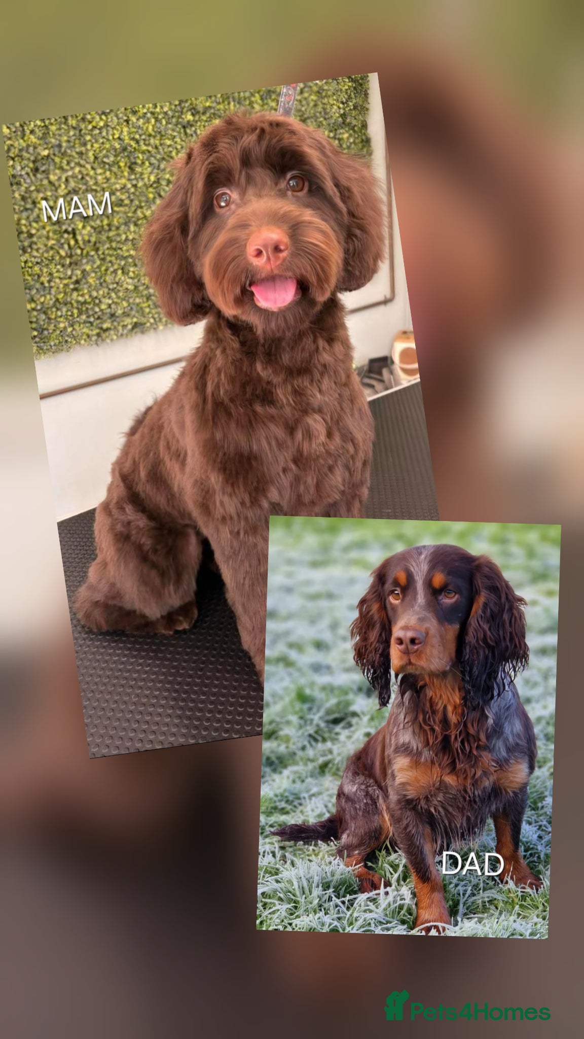 Cockapoo dogs F1 Cockapoo Puppies  - Advert 1