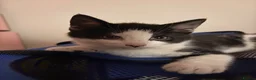 Mixed Breed cats for sale: Meet milo and kittens!  in Enfield - Advert 17