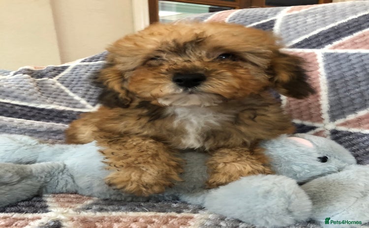 Shihpoo dogs - Advert 1