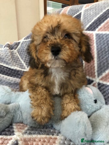 Shihpoo dogs - Advert 5