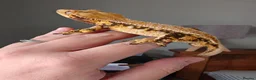 Gecko reptiles for sale: Tri Colour Male Crested Gecko  - Advert 2