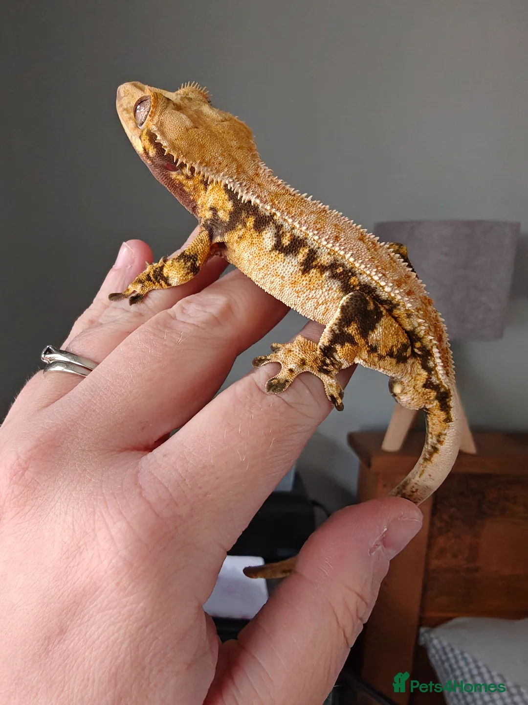 Gecko reptiles for sale: Tri Colour Male Crested Gecko  - Advert 2