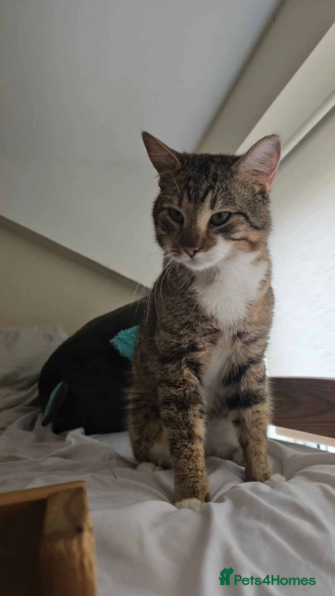 Mixed Breed cats for adoption: Luna the rescue kitten deserves a home of her own - Advert 2