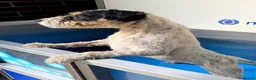 Jack Russell dogs for stud: Jack Russell Stud Dog  - Advert 4