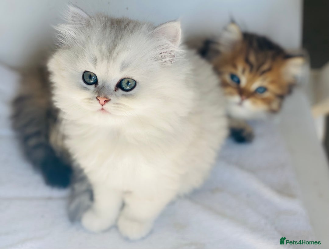 Persian cats for stud: ⭐️PERSIAN CHINCHILLA  PEDIGREE  STUD⭐️ in Gerrards Cross - Image 13