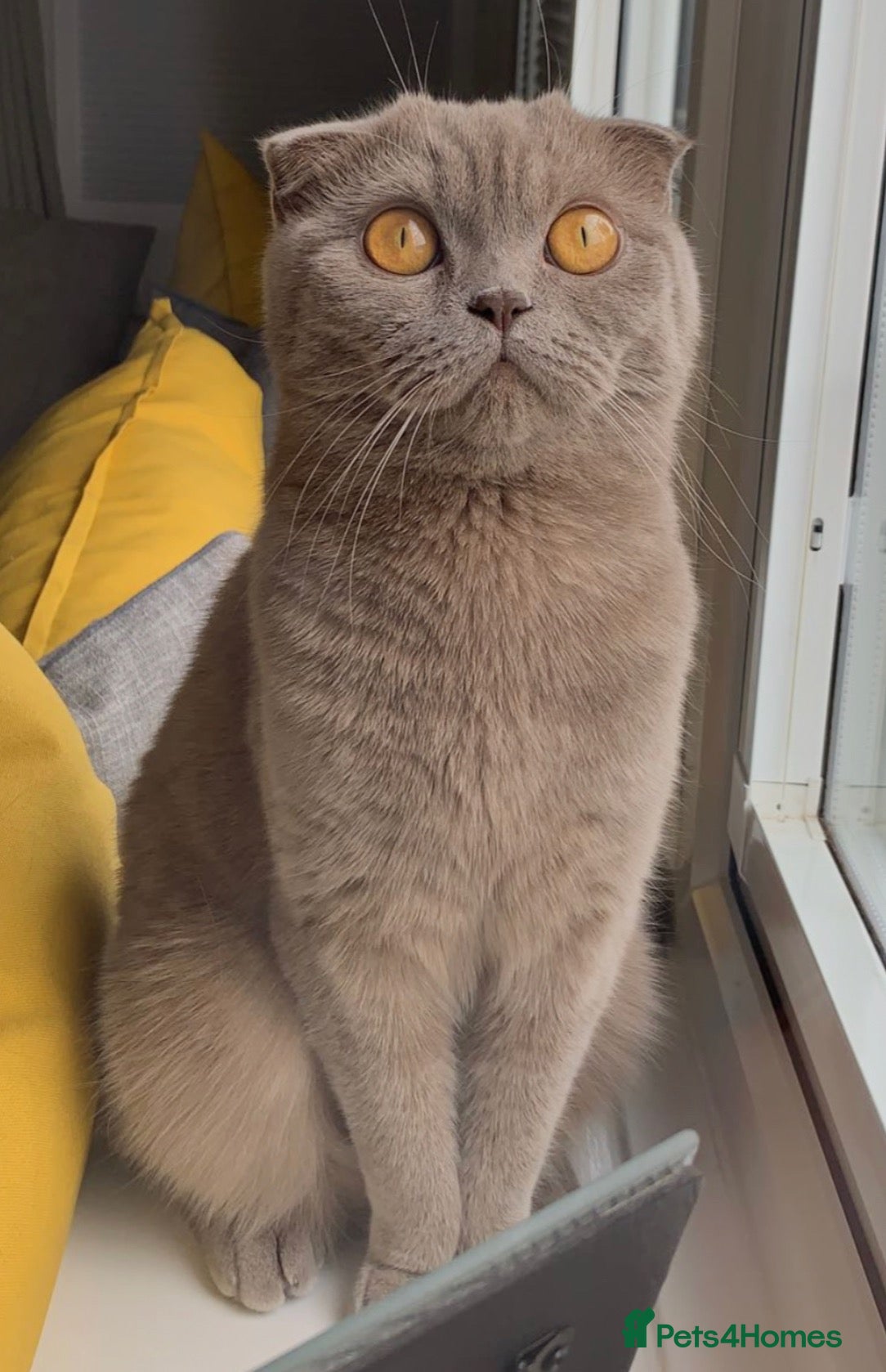 Scottish Fold cats Cute and playful Scottish folds 🐱✨ - Advert 3