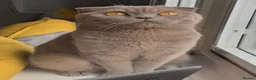 Scottish Fold cats for sale: Cute and playful Scottish folds 🐱✨ in Northampton - Advert 1