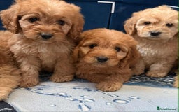 Cockapoo dogs for sale: Ready to go adorable cockapoo puppies  - Image 3