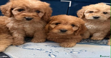 Cockapoo dogs - Advert 4