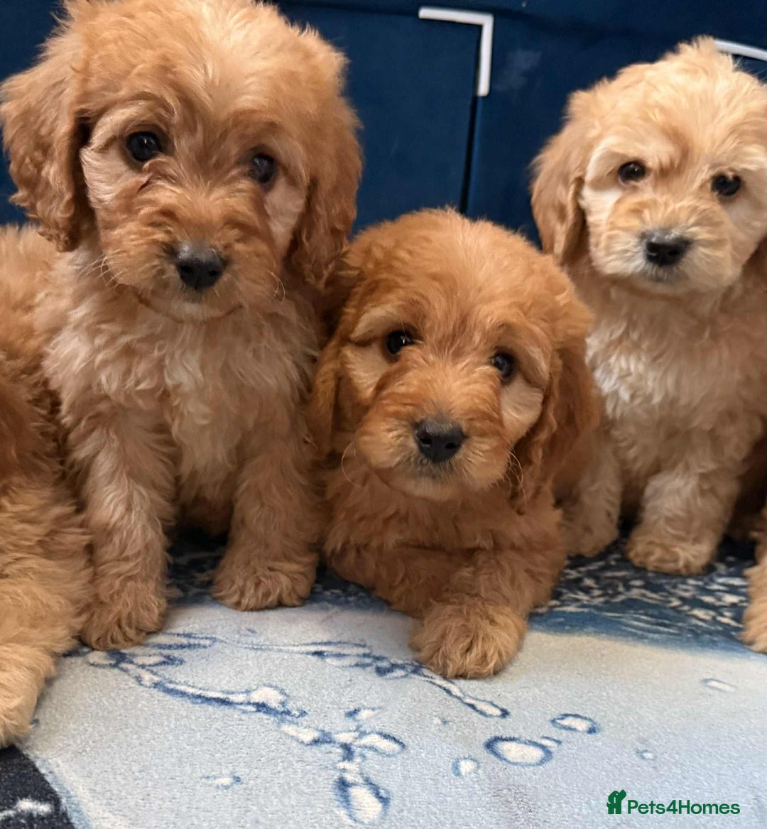 Cockapoo dogs for sale: Ready to go adorable cockapoo puppies  - Image 3