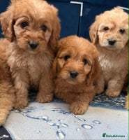 Cockapoo dogs - Advert 5