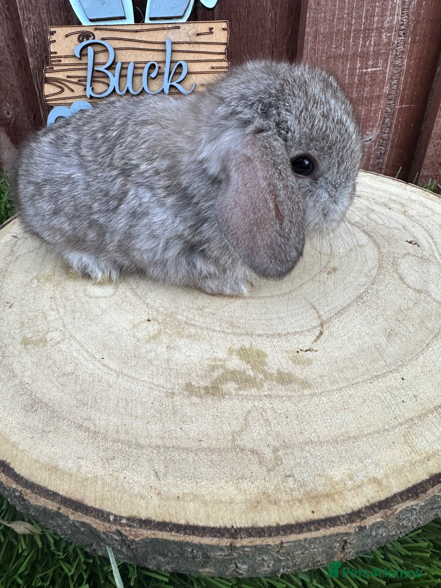 Mini Lop rabbits 🥰😍Stunning purebred mini lops ready to leave  - Advert 11