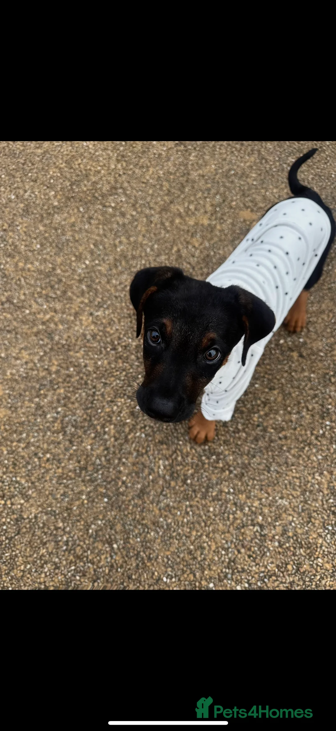 Dobermann dogs for sale: Beautiful Doberman Puppy  - Advert 1