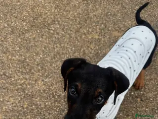 Dobermann dogs Beautiful Doberman Puppy - Advert 2