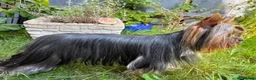 Yorkshire Terrier dogs for sale: 3 lovely little Boys - Advert 6