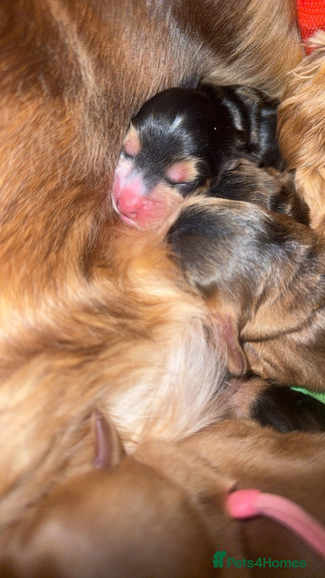Cocker Spaniel dogs for sale: KC Reg Show Cocker Spaniel Puppies  - Advert 20
