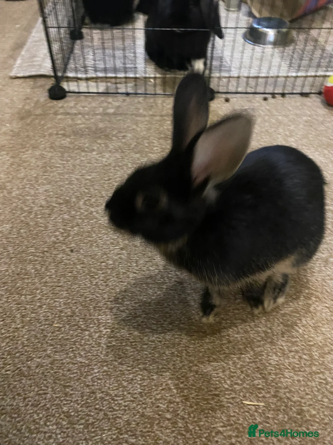 Mixed Breed rabbits for sale: 2 Rex/lionhead mix bunnies for sale - Advert 4