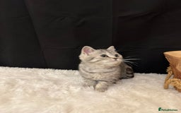 British Shorthair cats for sale: Silver Spotted Full Pedigree Registered BSH - Image 27