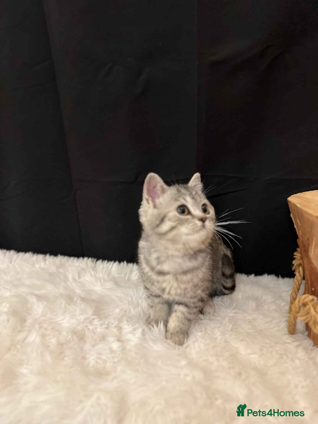 British Shorthair cats for sale: Silver Spotted Full Pedigree Registered BSH - Image 27