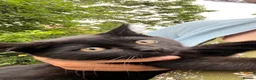 British Longhair cats for sale: 3 Beautiful Black Kittens  - Advert 2