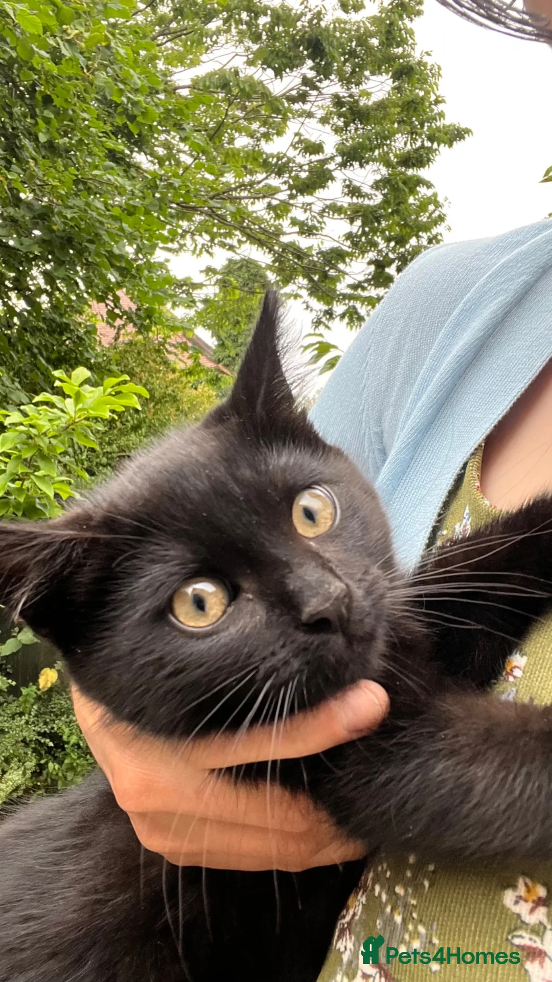 British Longhair cats for sale: 3 Beautiful Black Kittens  - Advert 2