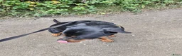 Rottweiler dogs for sale: Rottweiler - Advert 4