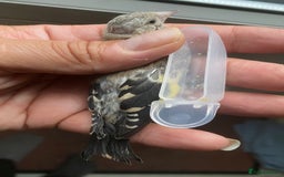 Canaries birds for sale: 2025 young BBC RING Parva goldfinch male  - Image 1