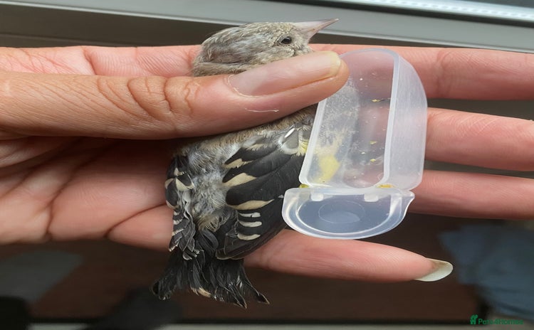 Canaries birds - Advert 2