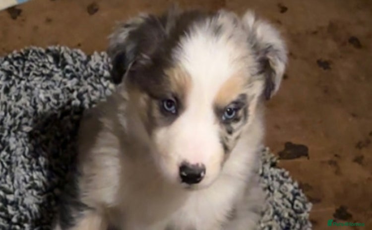 Border Collie dogs Merle Collie pups - Advert 8