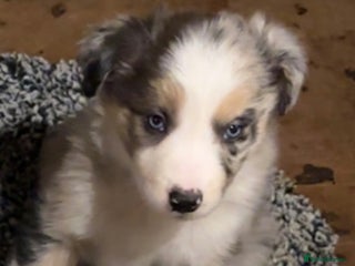 Border Collie dogs Merle Collie pups - Advert 4