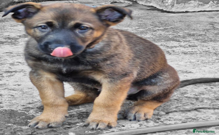 Mixed Breed dogs - Advert 2