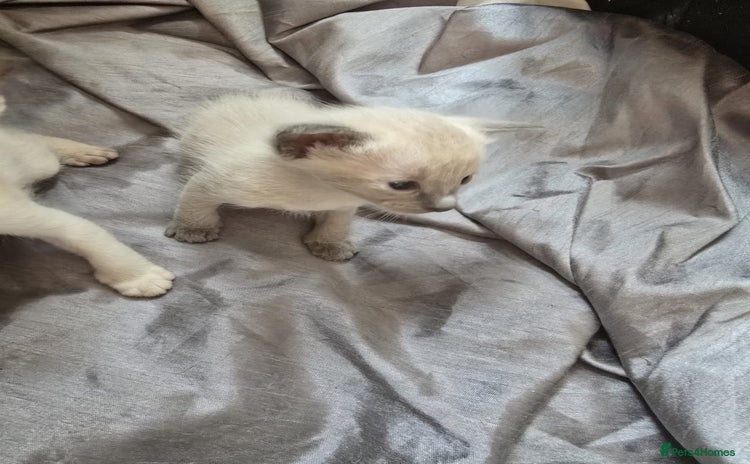 Siamese cats for sale - Advert 1