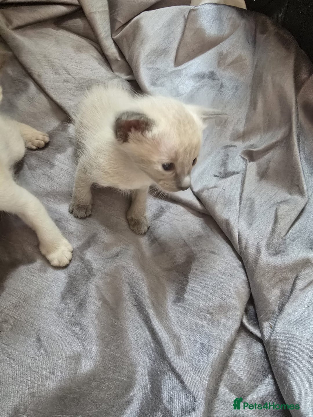 Siamese cats for sale: Traditional Siameses Only 2 available to reserve - Image 8