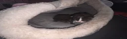 British Longhair cats for sale: Two male kittens - Advert 12