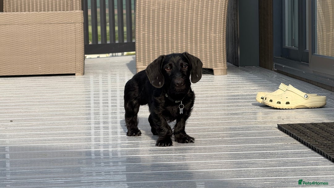 Miniature Dachshund dogs for stud: Miniature Dachshund Black Wire FOR STUD - Image 5