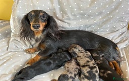 Miniature Dachshund dogs for sale: Long Haired Miniature Dachshund puppies - Image 1