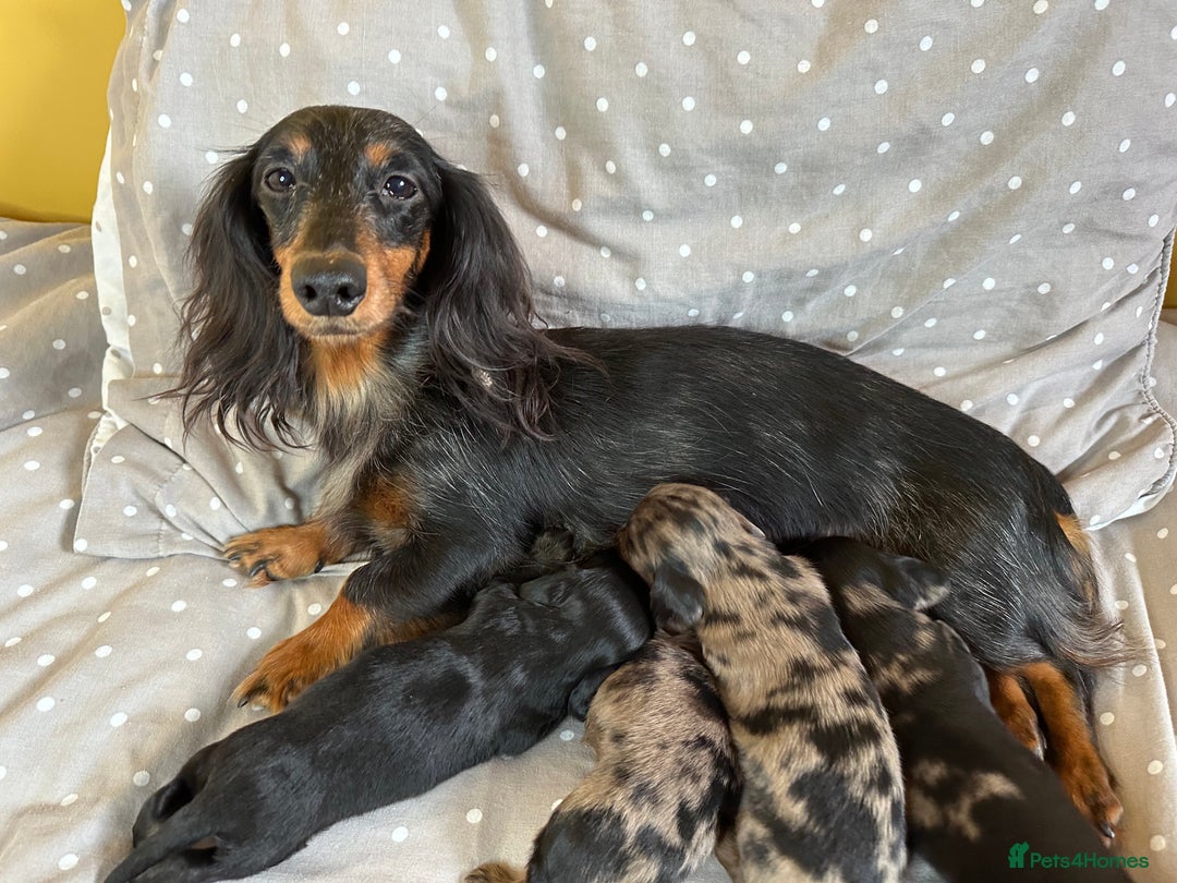 Miniature Dachshund dogs for sale: Long Haired Miniature Dachshund puppies - Image 1