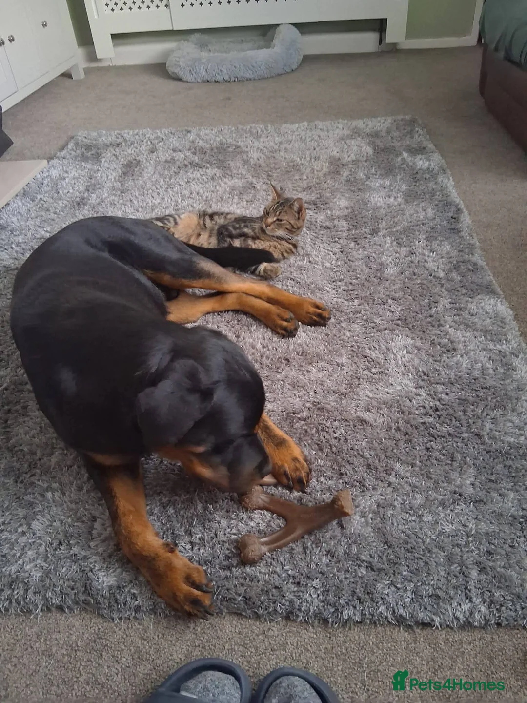 Rottweiler dogs for adoption: Meet Max, currently residing in Yorkshire  in Leeds - Advert 7