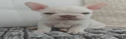 French Bulldog dogs for sale: Beautiful French Bulldog Puppies – Loving  Homes in Watford - Advert 3